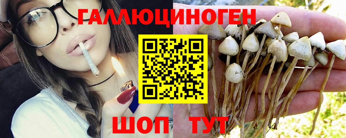 Гатчина  Псилоцибиновые грибы Cubensis  Вход с VPN 